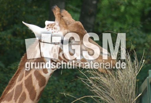 Giraffe-082.jpg